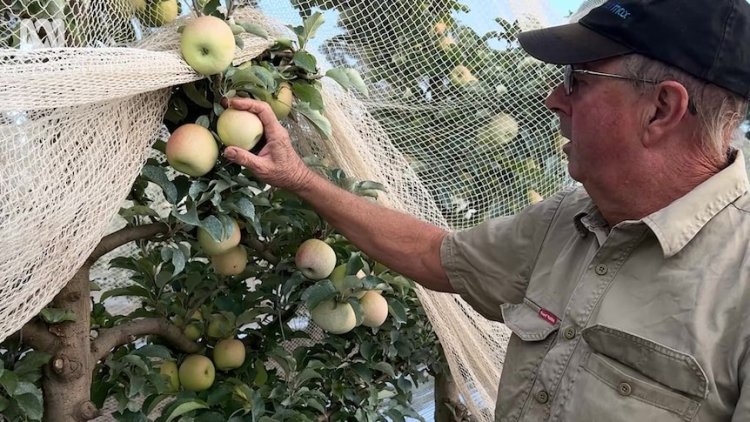 How farmers use sunbeds, sunscreen to give their apples the perfect hue