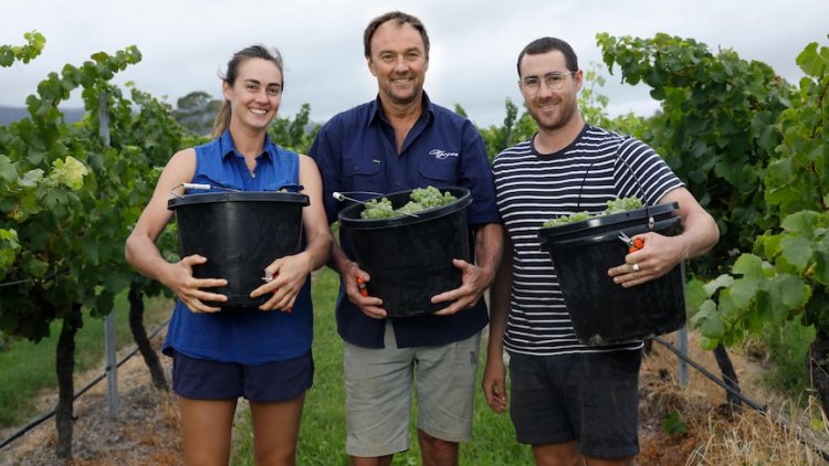 First Fleet cuttings from the Hill of Hermitage created these vineyards. Now they're under threat