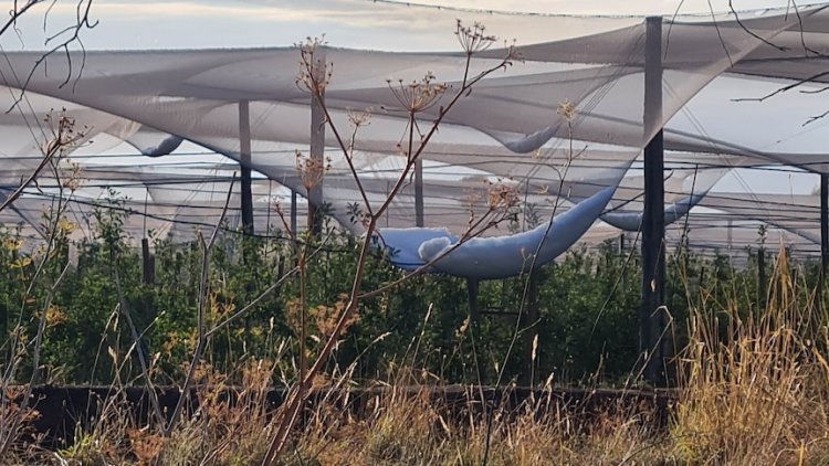 Morale among fruit growers 'as low as it's ever been' as wild hailstorm wreaks havoc in Victoria